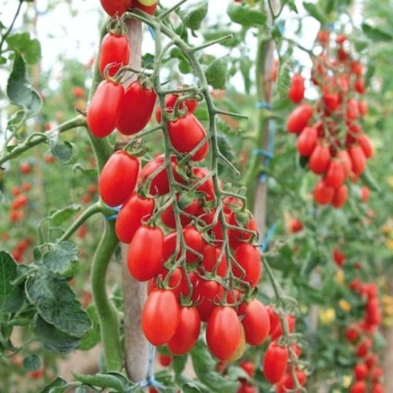 10 Biji Benih Tomat Cherry Red Ruby