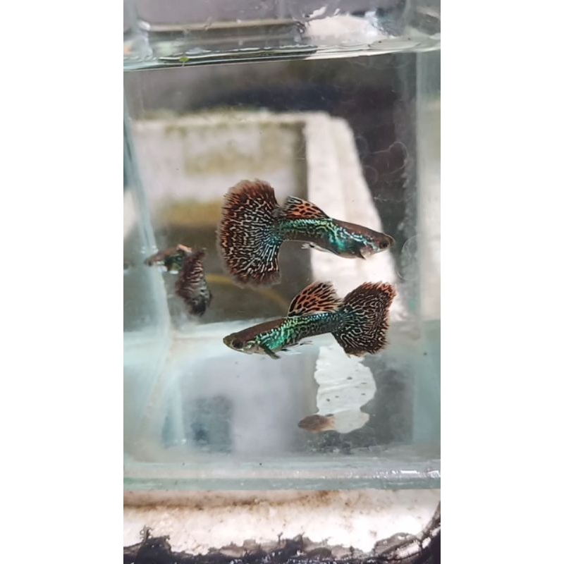 stiker guppy red dragon.