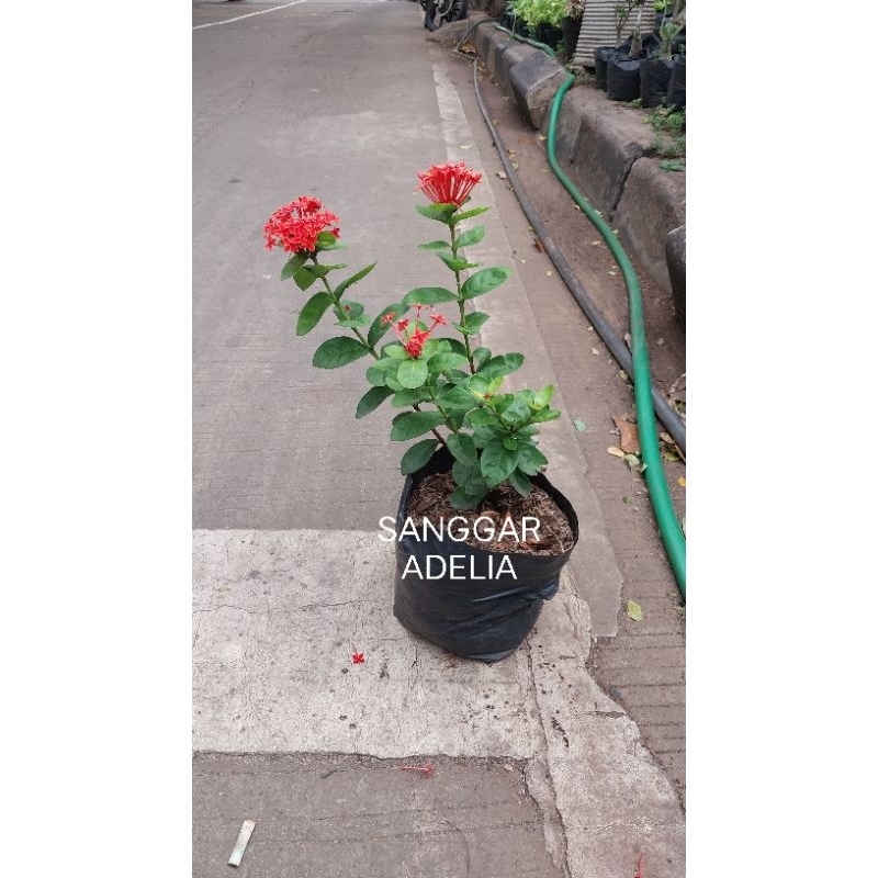 Tanaman hias bunga soka merah pohon soka merah  hiasan taman hiasan rumah bunga hias dekorasi rumah 