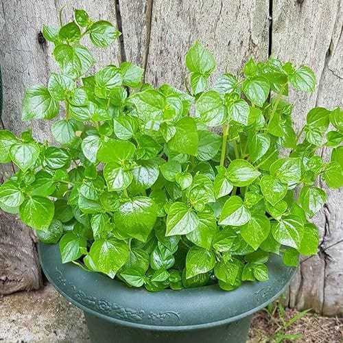 

Daun sirih cina (Rauwolfia serpentina)/daun sarpagandha