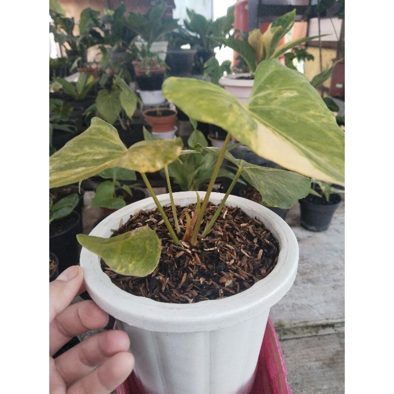 anthurium pteroductyl varigata ( 6 daun )