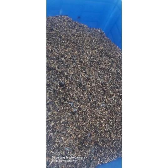 

LAROM TANPA BULU 1KG