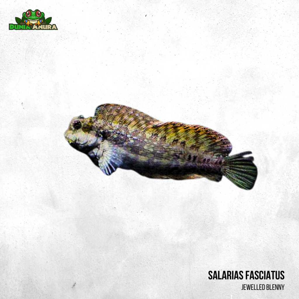 Jabing Glodok - Salarias fasciatus - jewelled blenny
