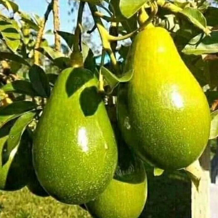 

Alpukat Mentega Mentah Tua Dan Segar 1 kg isi 1-3