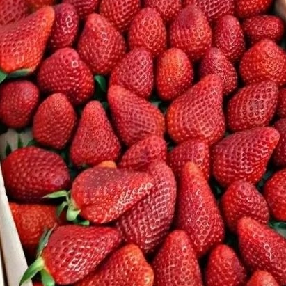 

STOBERI CIANJUR PER PACK