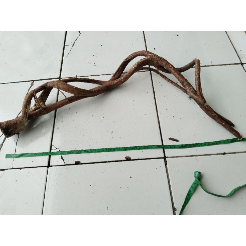 akar mimang asli alam