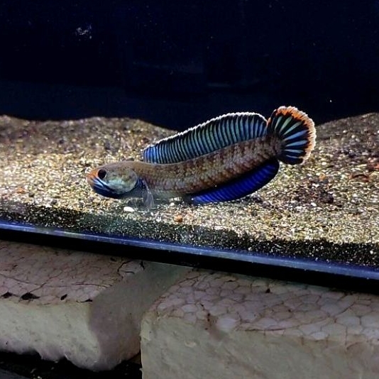 

ANDRAO SINGLE TANK 10-11CM