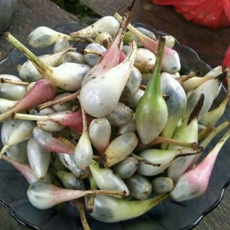

buah marasi/buah lembah 20 buah