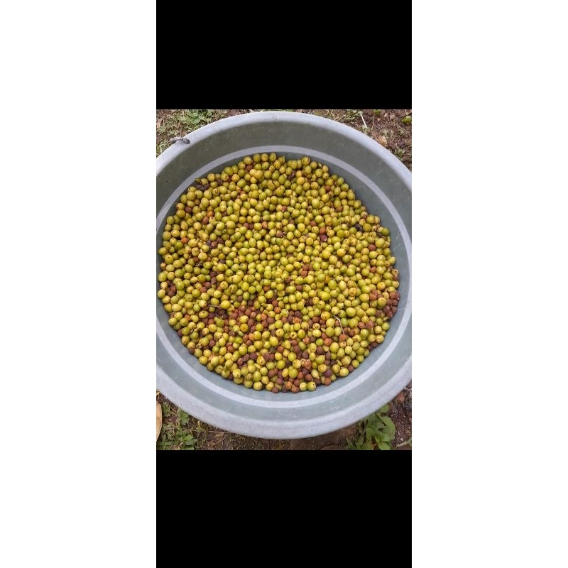 

biji palm kuning 1/2 kg
