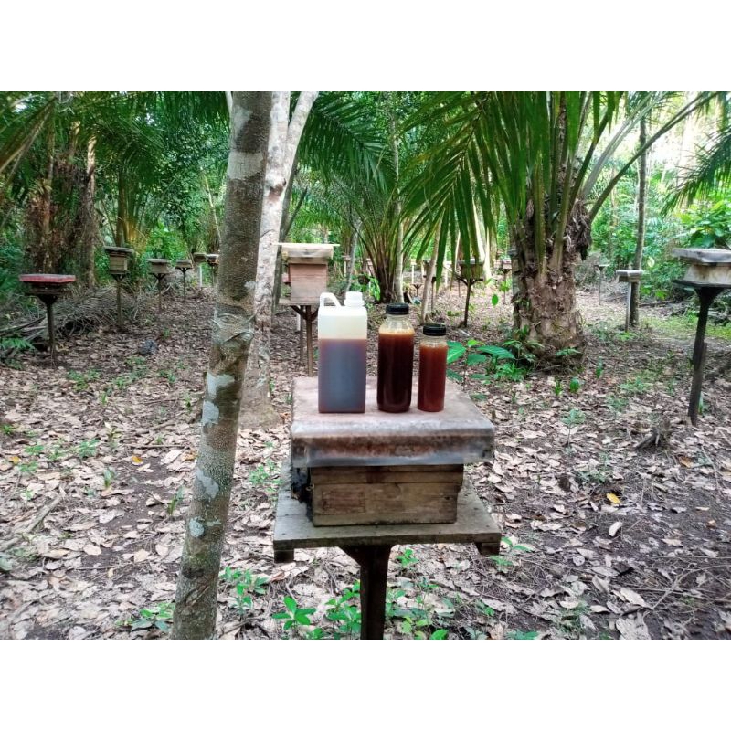 

Madu Pahit (250ml) Murni 100% Kelulut Klanceng Trigona Itama Langka Stok Terbatas Asli Hutan Kalimantan