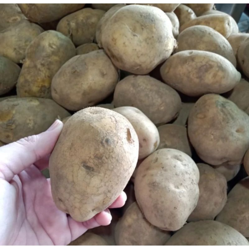 

Kentang segar 1 kg / kentang super premium/ kentang murah