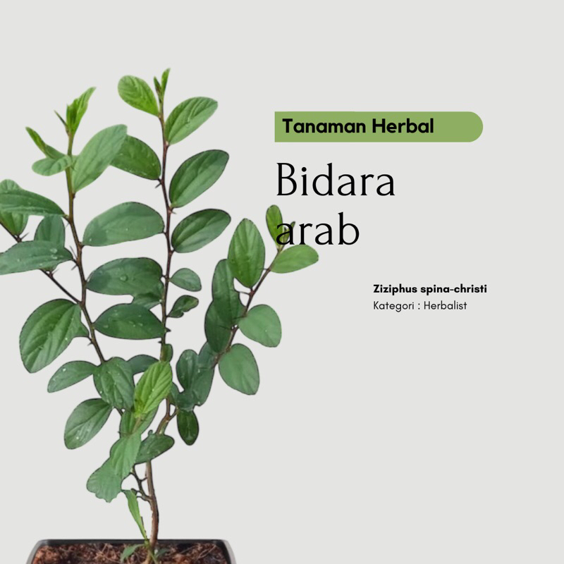Bibit Tanaman Pohon Bidara Arab Asli Daun Bidara Arab
