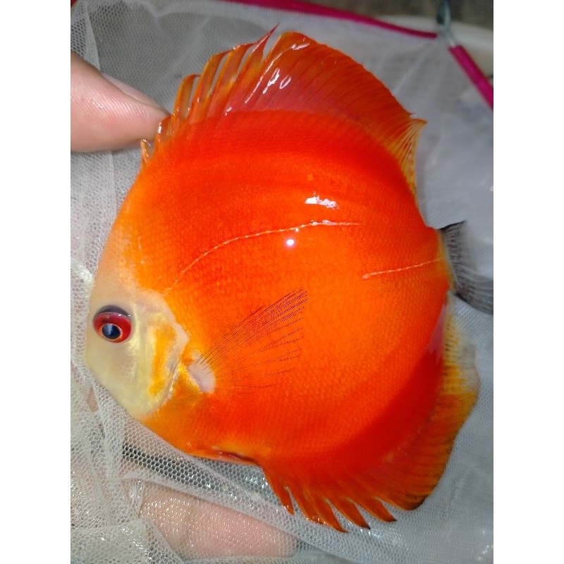 Discus red melon 3 inch