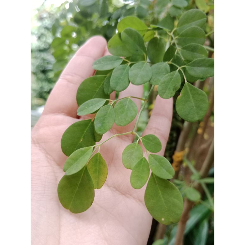 

Daun Kelor Segar (per tangkai)