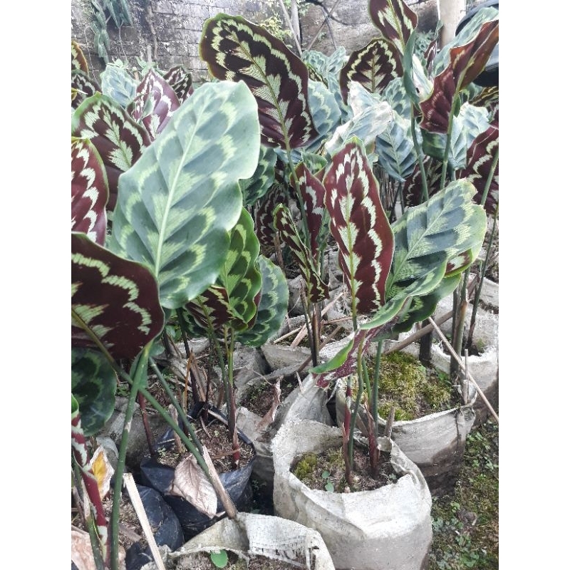 TANAMAN HIAS CALATHEA VEITCHIANA / PEACOCK