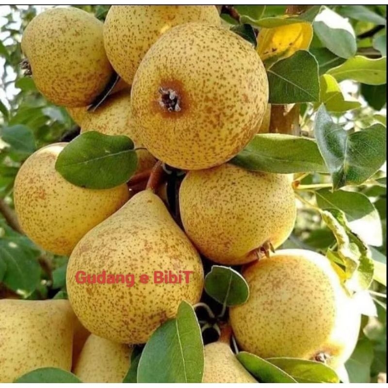 Bibit Pir Madu Sudah Pernah Berbuah/Berbunga