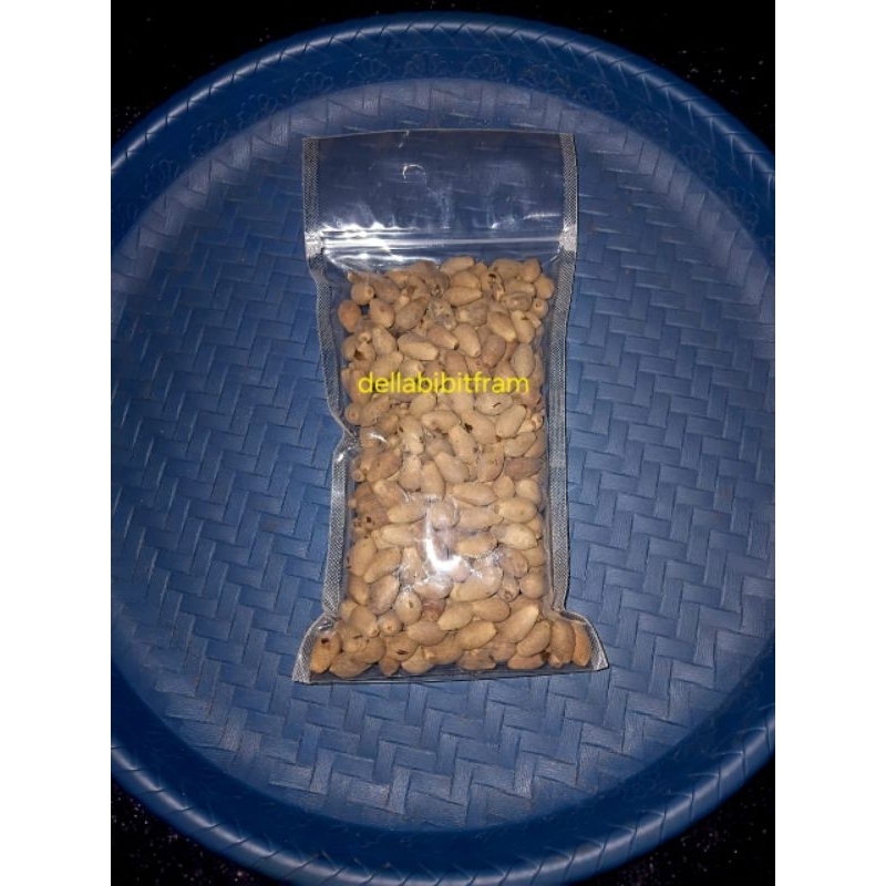 

biji kayu afrika