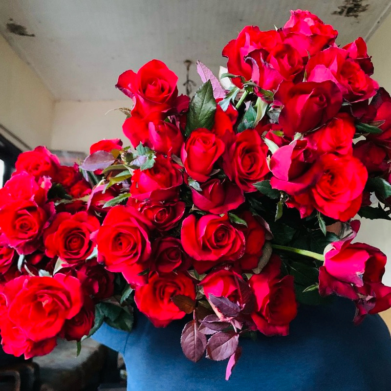 Bunga mawar potong holland warna merah panjang  (sexy rose)