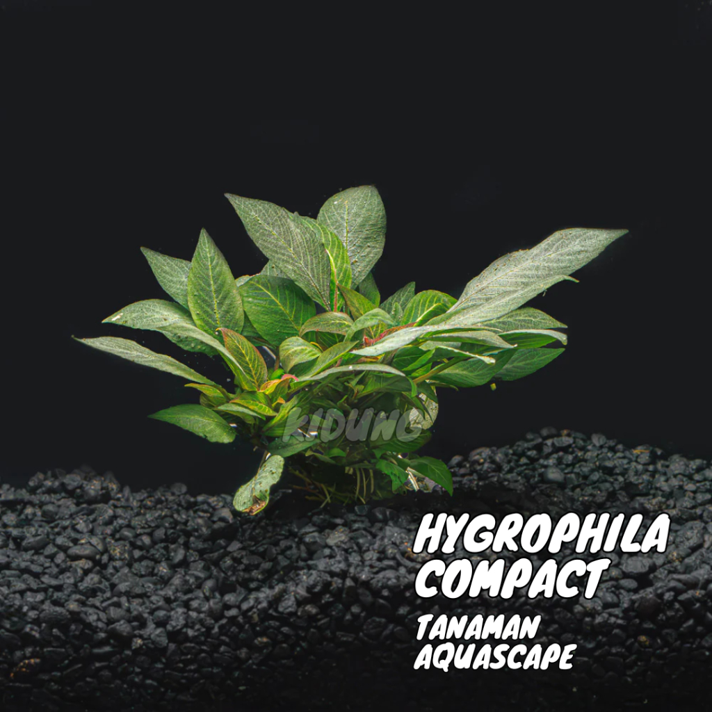 Hygrophila compacta ( Tanaman Air Aquascape Tanpa Co2 )