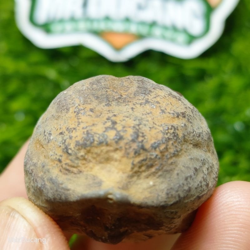 MUNCANG ADU ANAK MAYIT JAWA ORI ( AMJ)