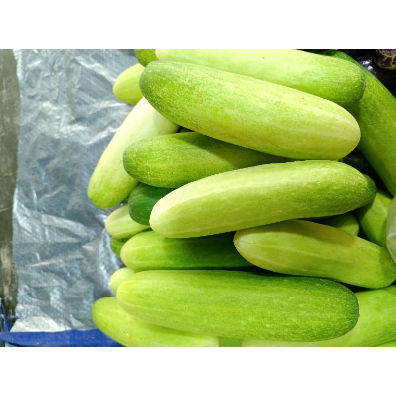 

Timun Segar Mentimun