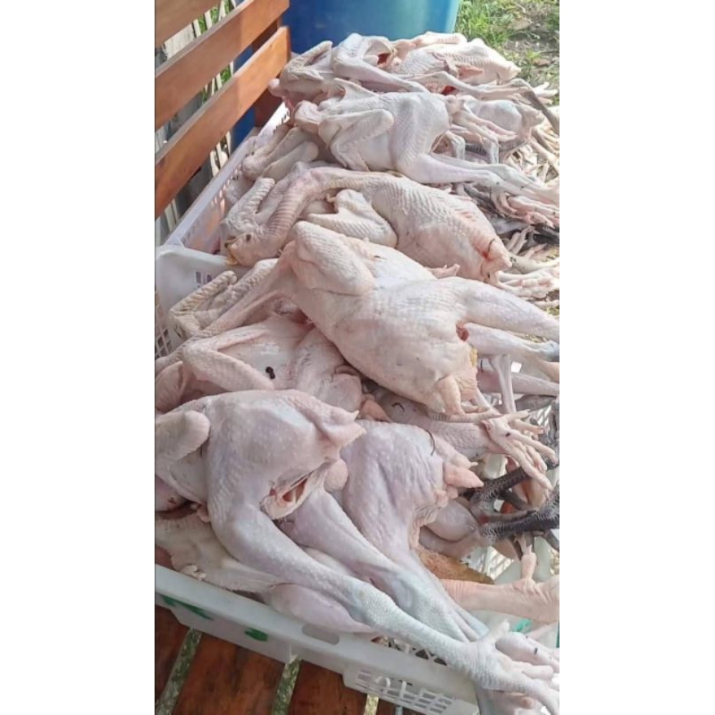 

PROMO Ayam kampung Karkas segar 1 kg ( Berat Hidup )