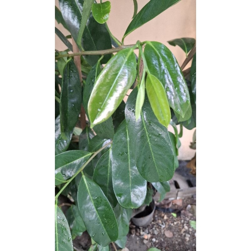 

DAUN SIRSAK SEGAR ORGANIK 100 LEMBAR