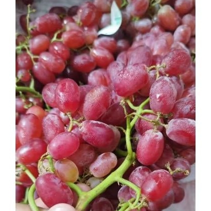 

Anggur Crimson Curah Jual Per 1 BOK Krat