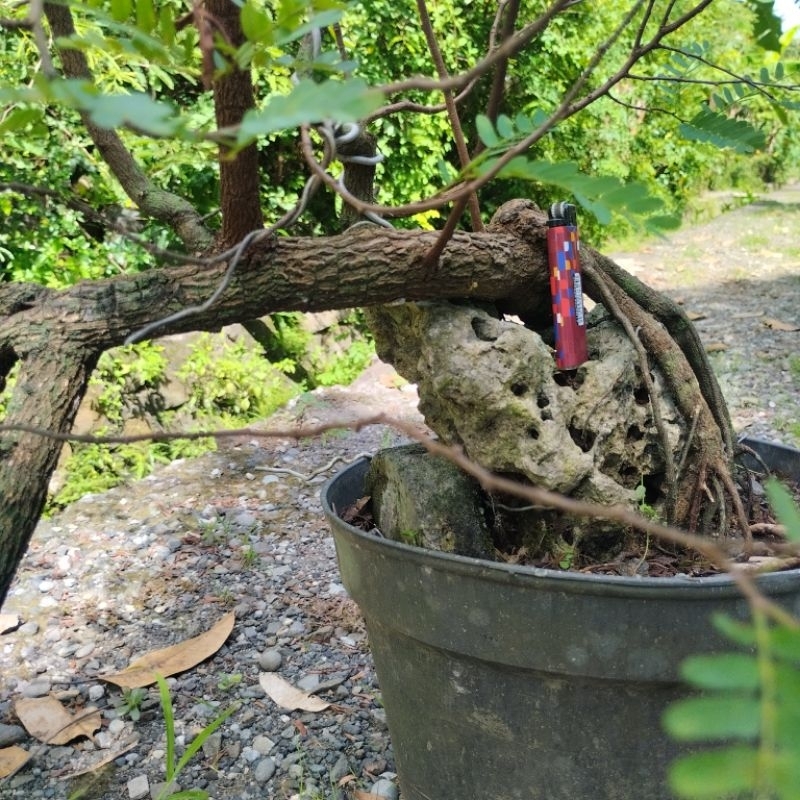 Bonsai Asem Jawa On The Rock | Bonsai Asam Jawa OTR Prospek
