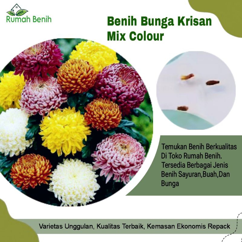 Benih Bunga Krisan Mixed Mix / Bibit Benih Bunga Krisan Mix Colour / Biji Benih Bunga Krisan / Benih