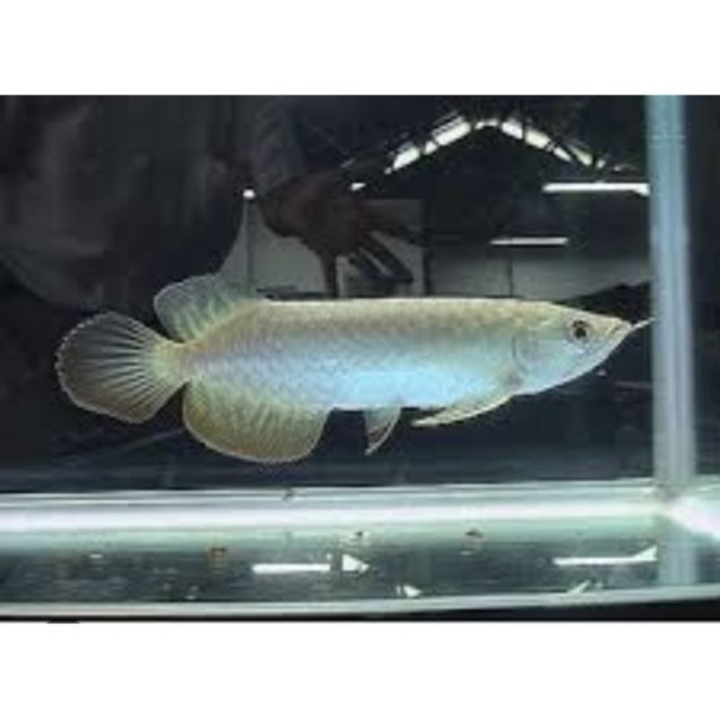 ikan arwana Gren Pino UK 14/16cm + sertifikat dan cip