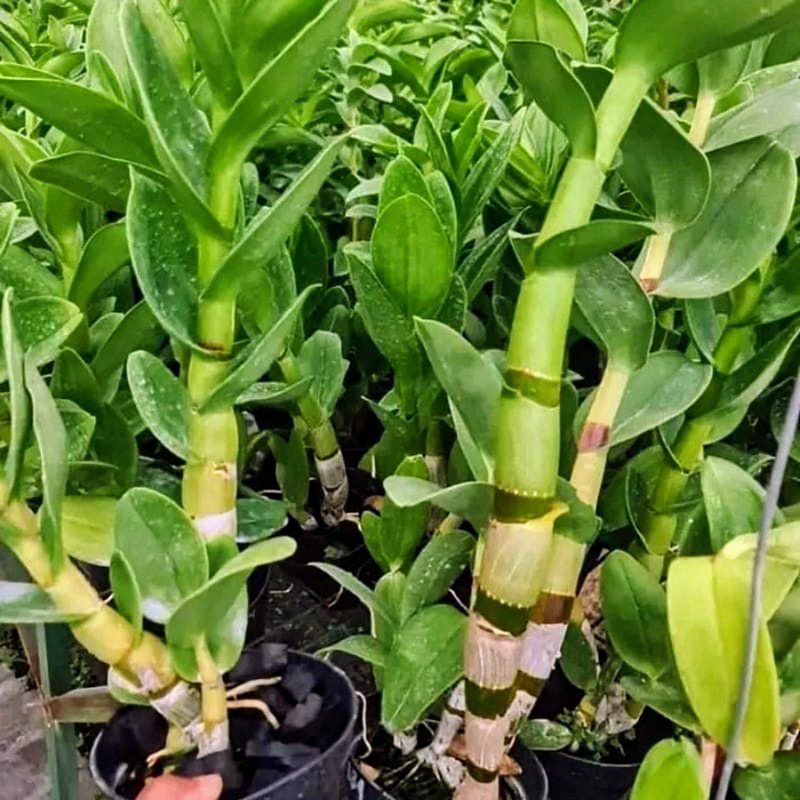 Tanaman Hias Bunga Anggrek Bulan Jumbo Pasca Bunga