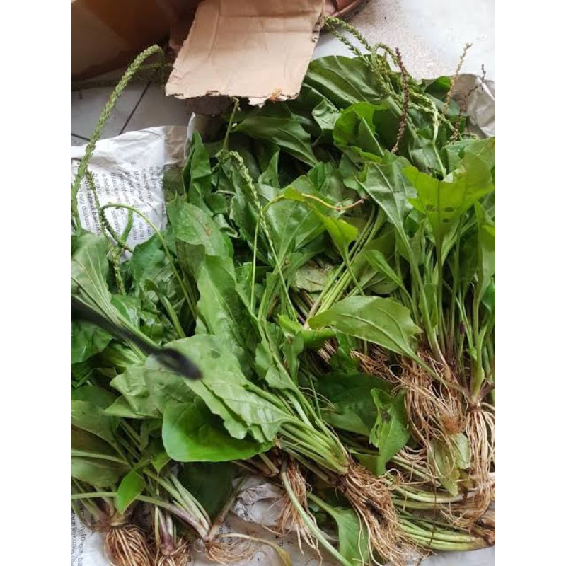 

daun kiurat / daun sendok segar obat herbal sejuta manfaat isi 250 gram