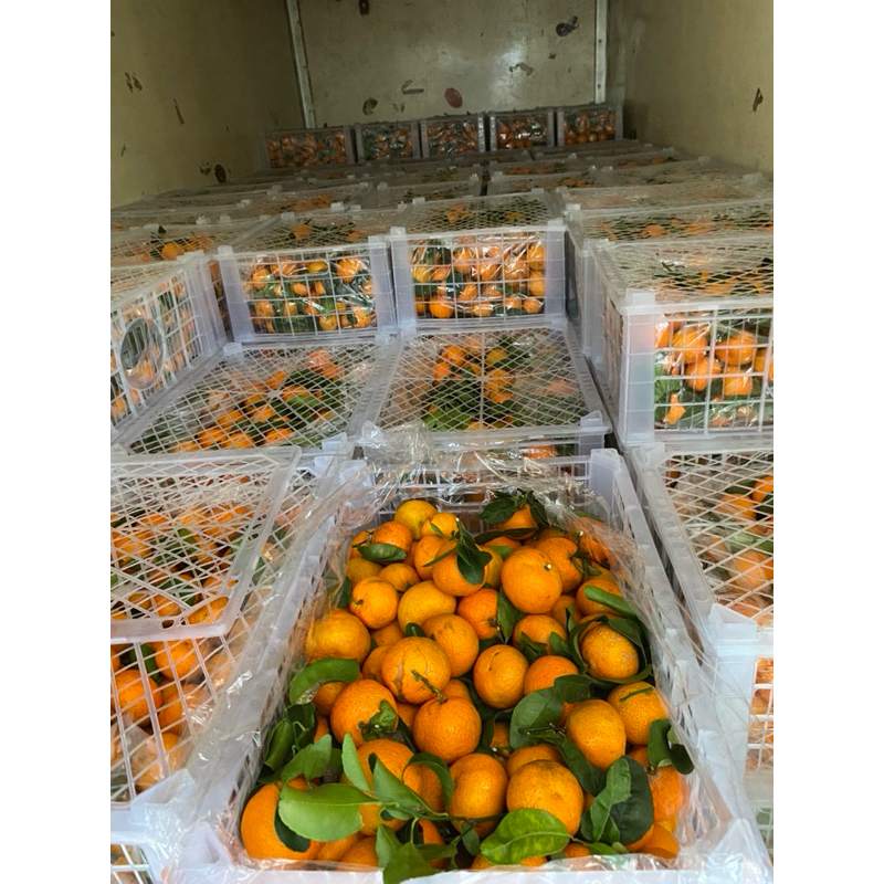 

Jeruk Santang Daun 900-1kg