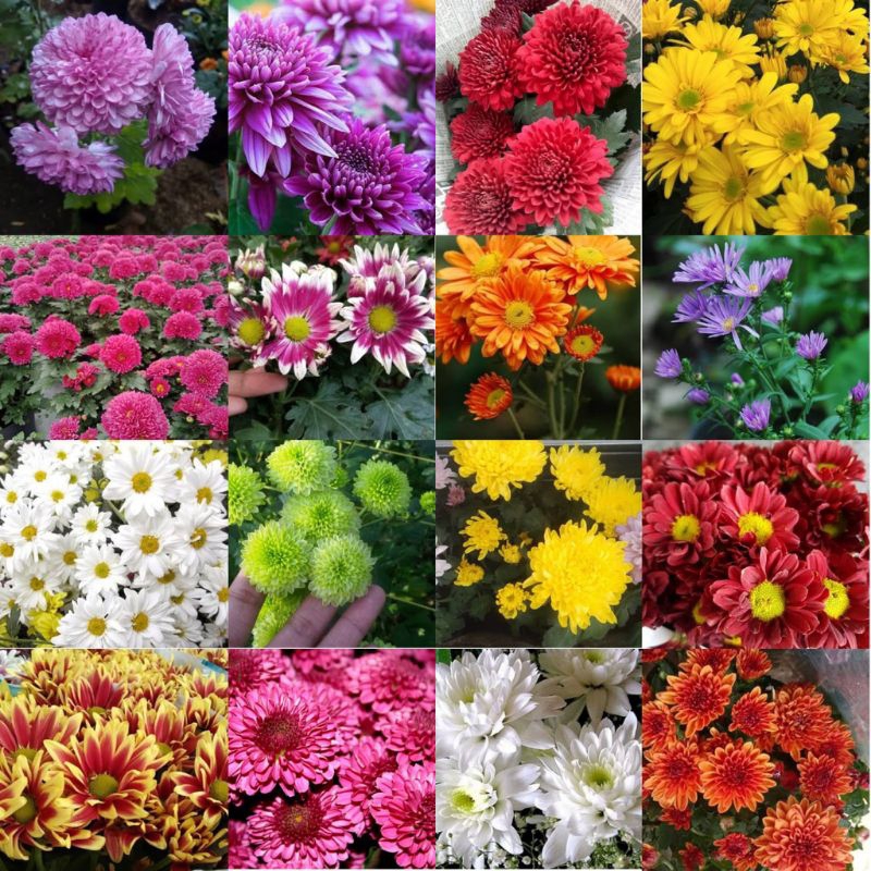 bunga hias tanaman hidup krisan sudah berbunga