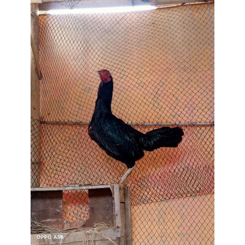 

Ayam Kampung Asli indukan Betina (Hidup)