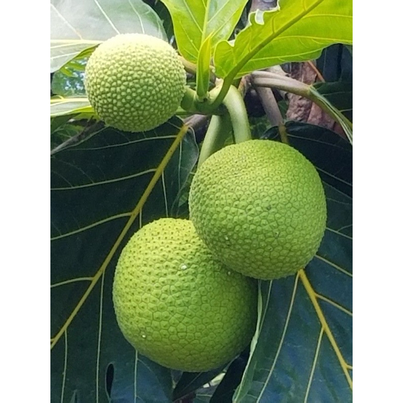 

buah sukun mentah segar 1kg