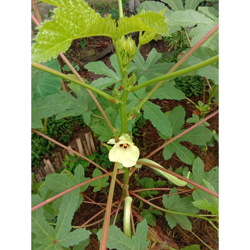 

Okra Segar petik kirim per pcs
