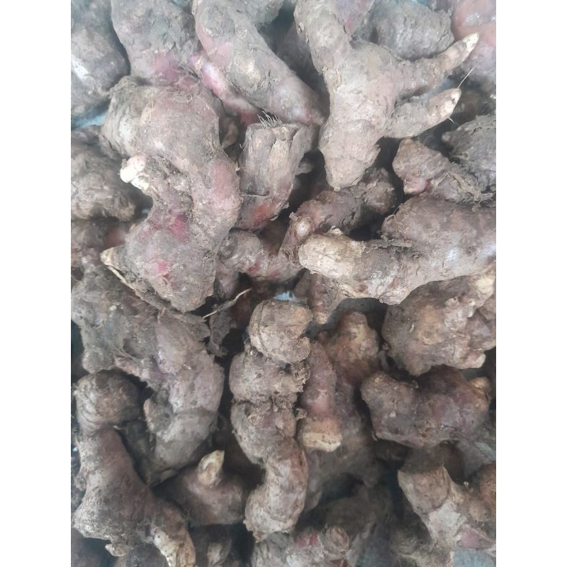 

JAHE MERAH KECIL/JAHE MEDAN SEGAR 1KG