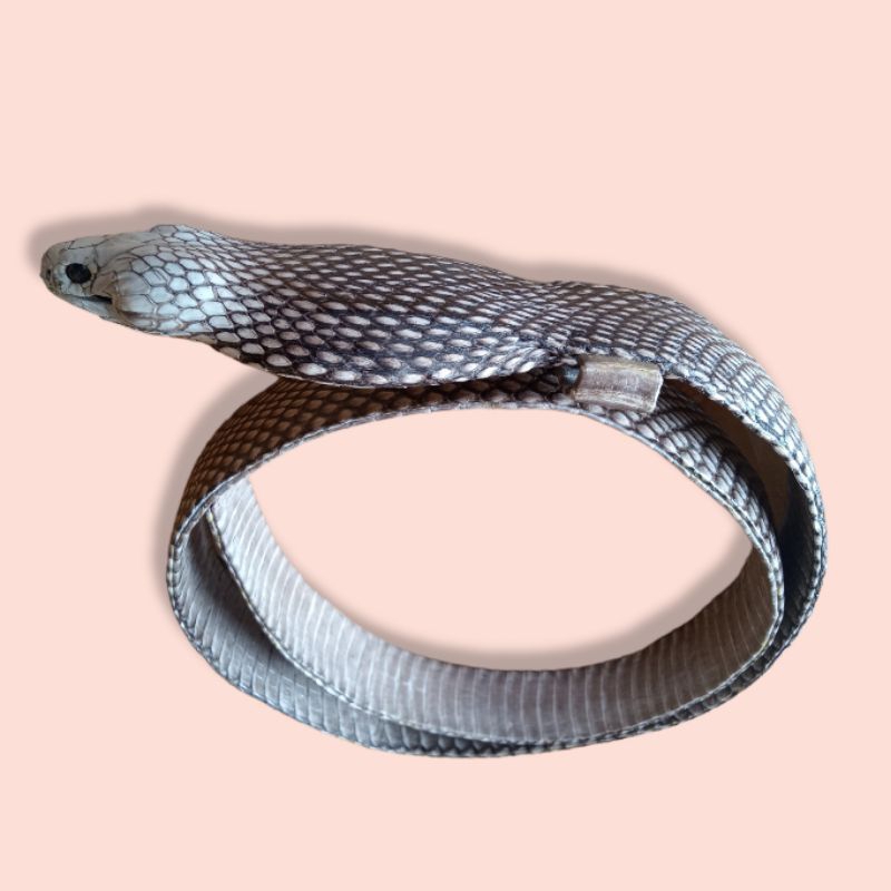 Sabuk kulit ular kobra asli full kepala