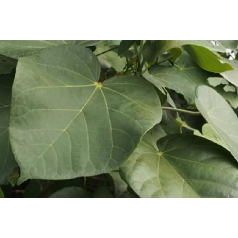 

Daun waru segar petik langsung 500 gram