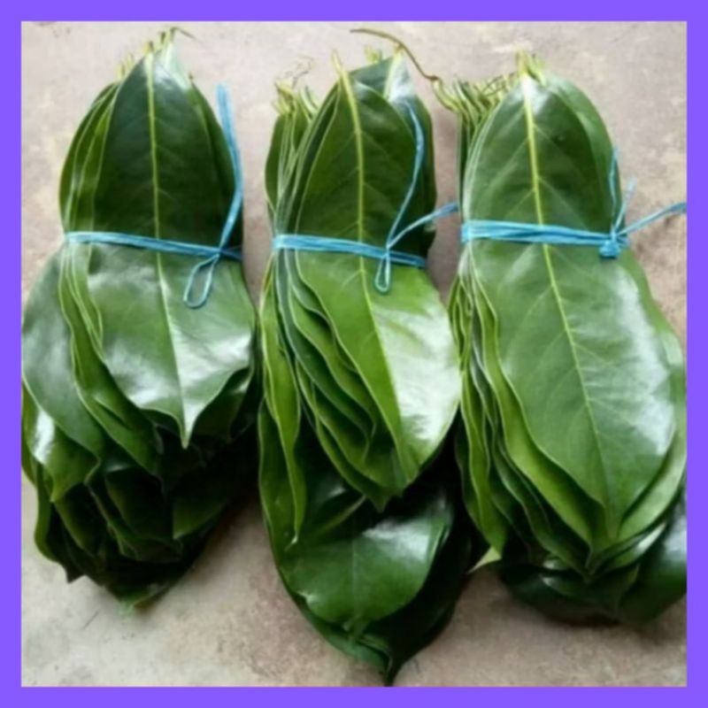 

Daun Sirsak Segar (100 Lembar)