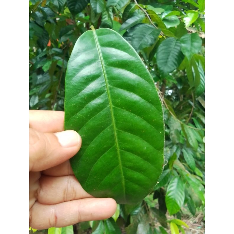 

Daun pala segar petik saat order masuk/Nur'falisha oll shopp