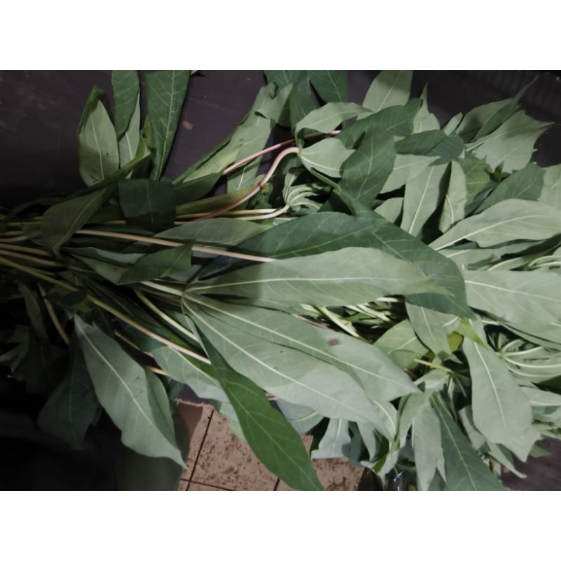 

daun singkong 1ikat
