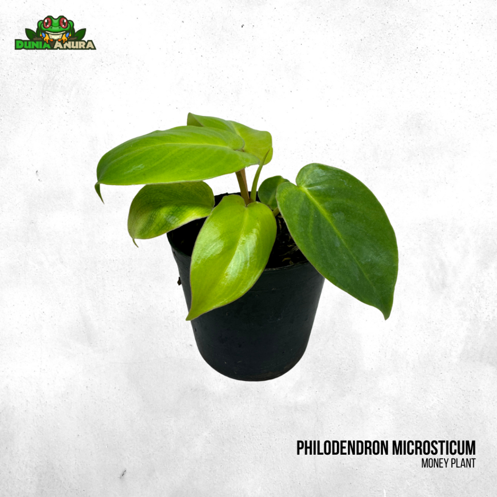 Tanaman Vivarium Philodendron Microsticum