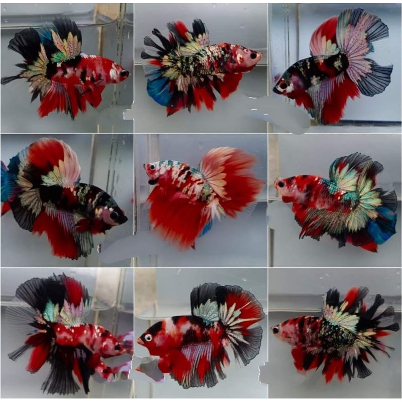 Hm Red Koi Cooper  top grade (vviv )