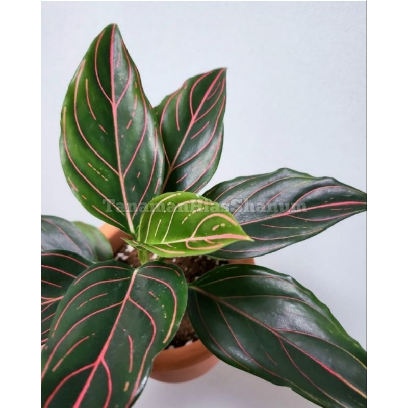 tanaman hias aglaonema rotundum - aglonema rotundum - aglaonema - aglonema