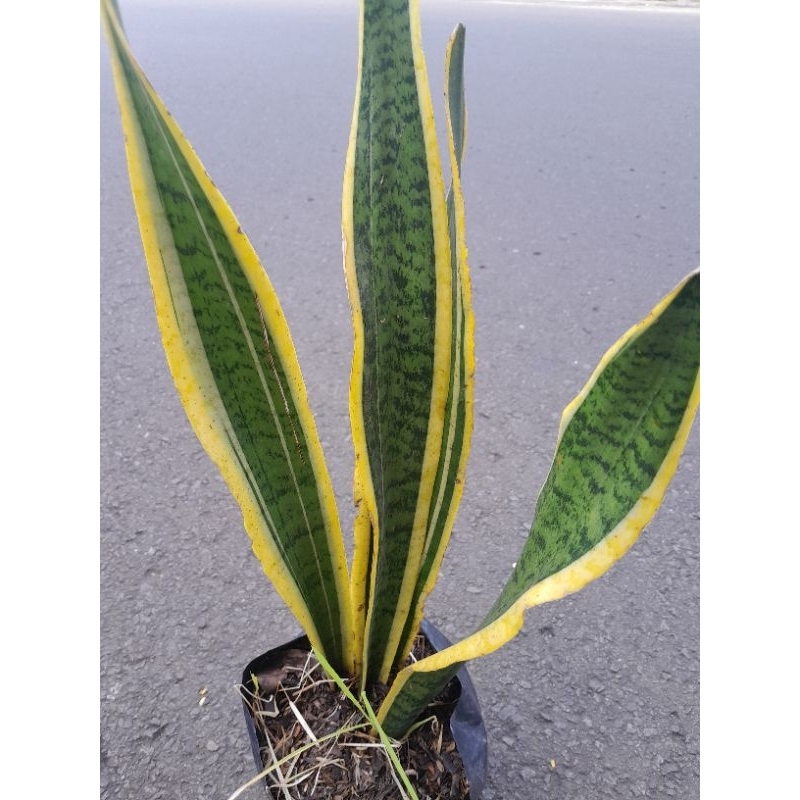 Hiasan taman bunga pohon sansivera/ lidah mertua