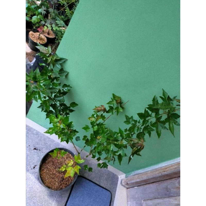 Bahan Bonsai Maple Trident/ Acer Buergerianum/ Japanese Maple