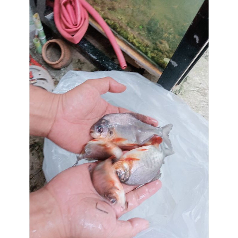 

Bawal Ukuran 10-13 ekor Per KG berat 80-100 gram